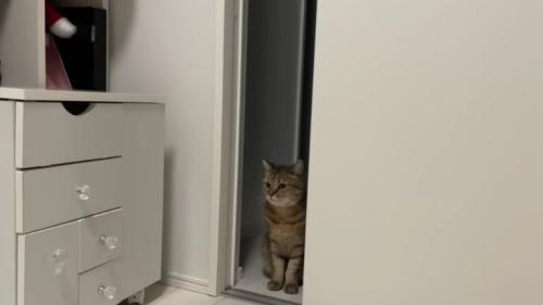 室内にいる猫
