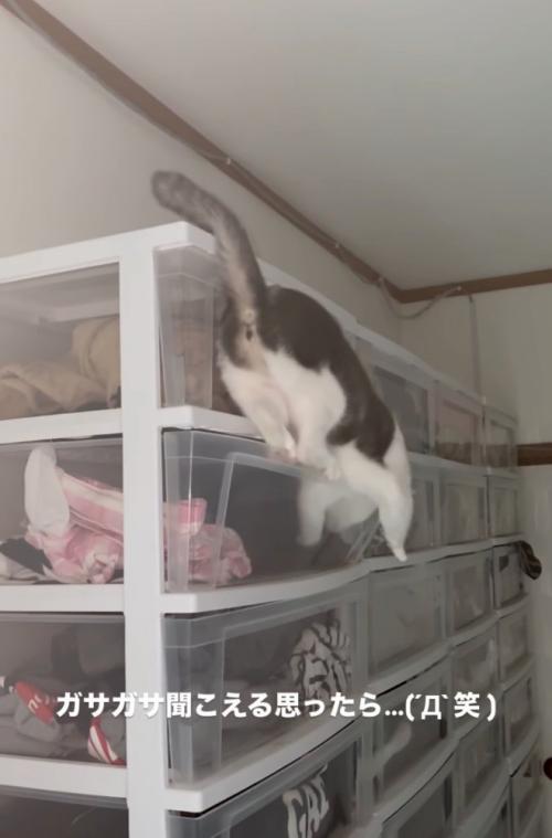 前足が落ちそうになる猫