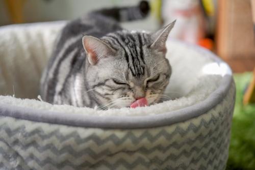 あくびする猫