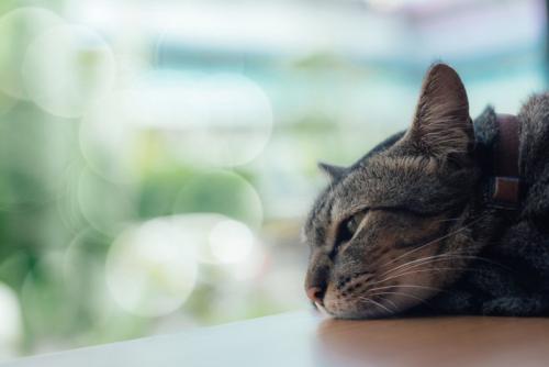 寝そべっている猫の横顔