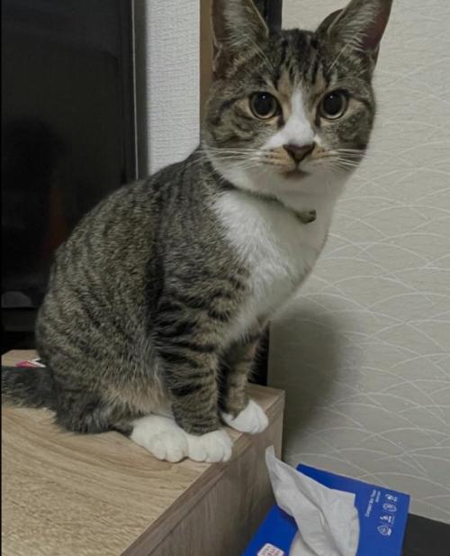 こちらを見つめる猫