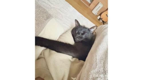 寝ている猫