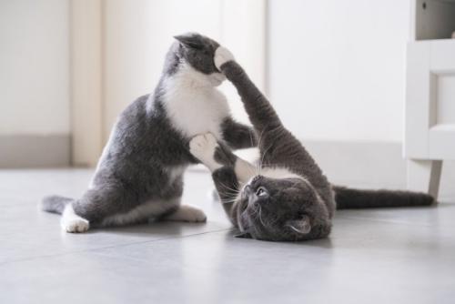遊んでいる2匹の猫