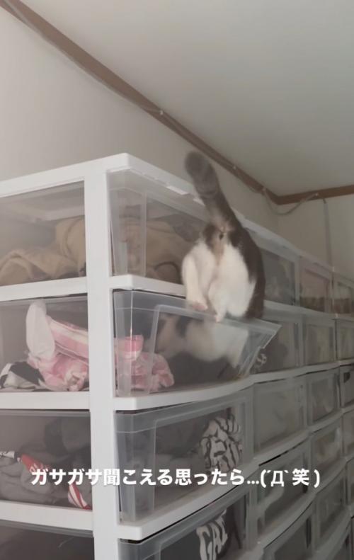 ケースの中に入っていく猫2