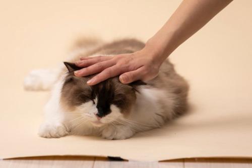 撫でられている猫