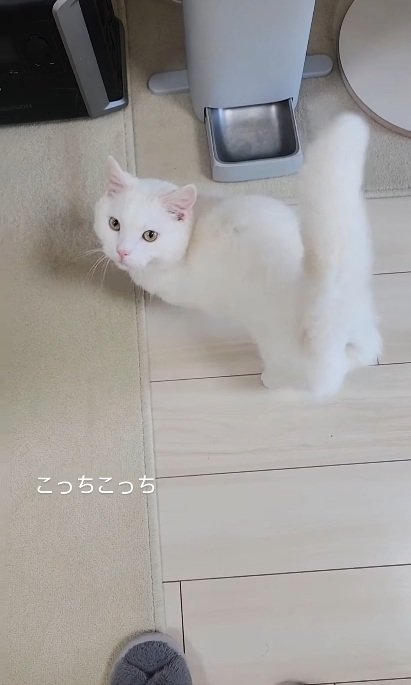 自動給餌器の前に立っている猫%