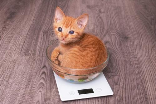 体重計に乗る子猫