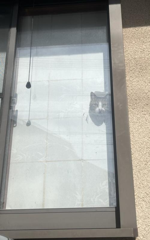 見つめる猫