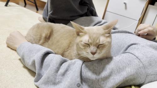 男の子の小脇に収まる猫ちゃん
