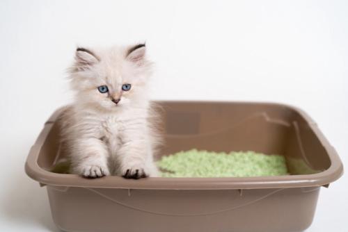 トイレに座る子猫