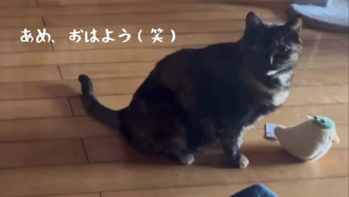 座って横を向く猫