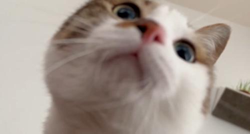 顔を近づける猫