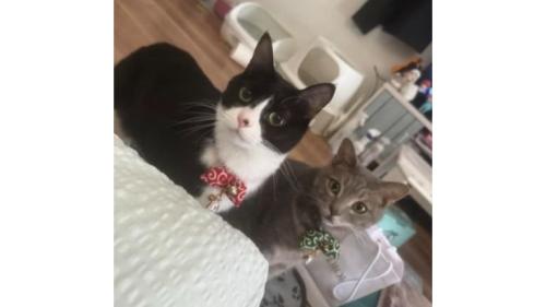 室内にいる猫