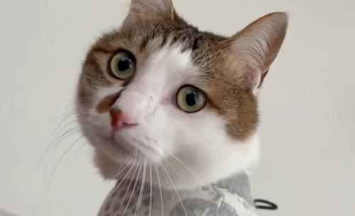 覗き込む猫2