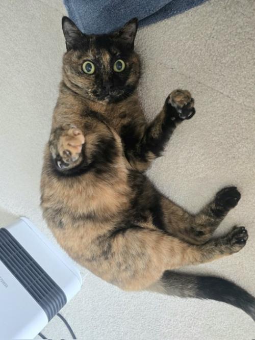 寝転がる猫