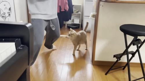 男の子の膝に左前脚で触れる猫ちゃん