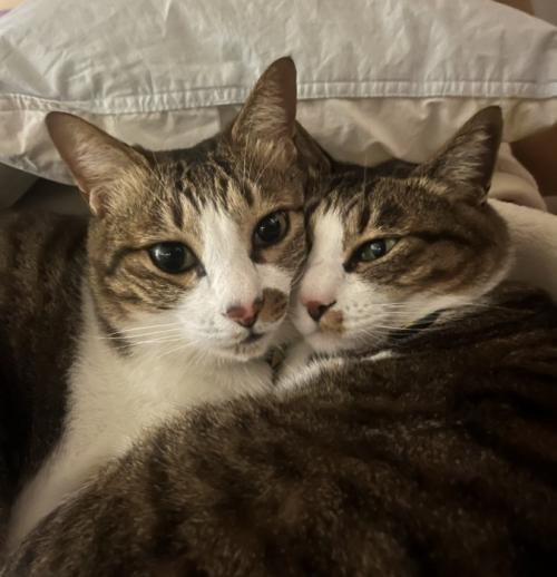 抱き合う猫