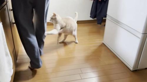 男の子の下半身(後ろ姿)と、男の子の右膝裏にパンチを繰り出す猫ちゃん