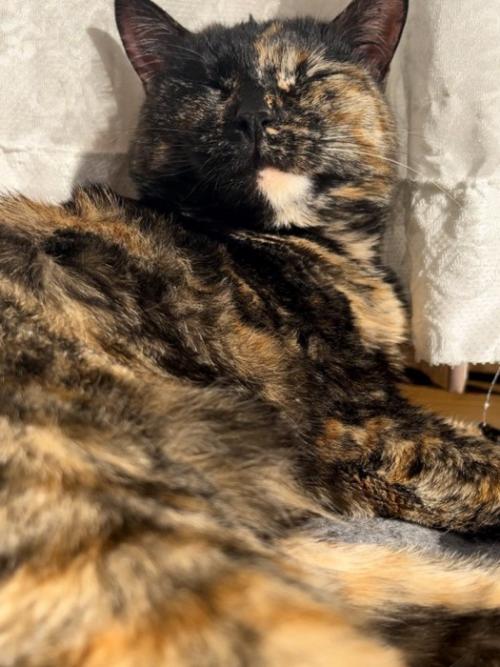 目を閉じる猫