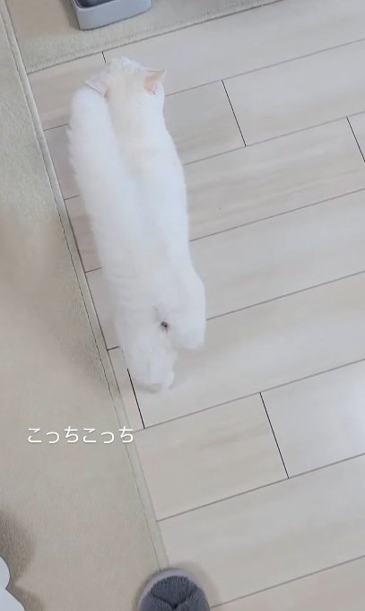 飼い主の先を歩く猫%