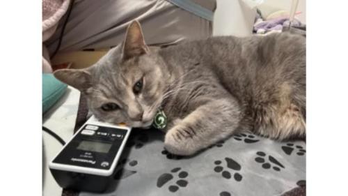 室内にいる猫