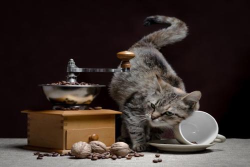 カップを倒す猫