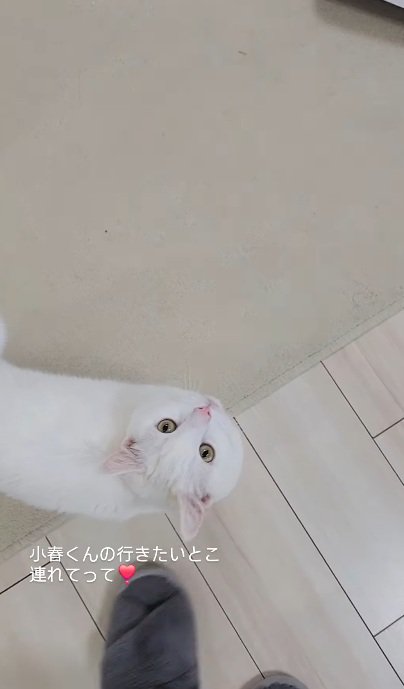 飼い主を見上げながら歩く猫%