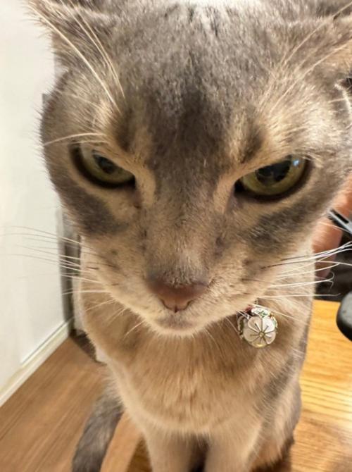 睨んでいる猫