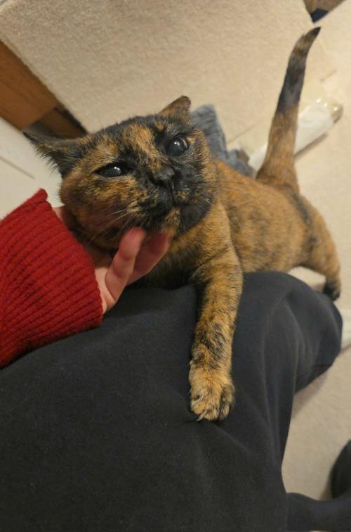 足に掴まる猫