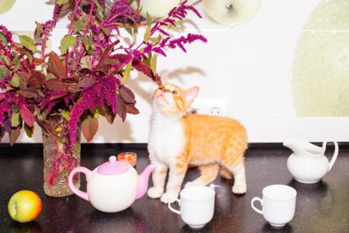 テーブルに置かれた花のニオイを嗅ぐ子猫
