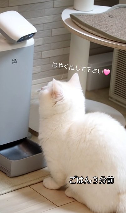 自動給餌器の前でロボットをみつめる猫%