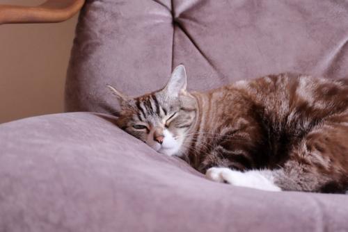 横になる薄目の猫
