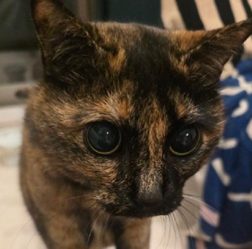 上目遣いの猫