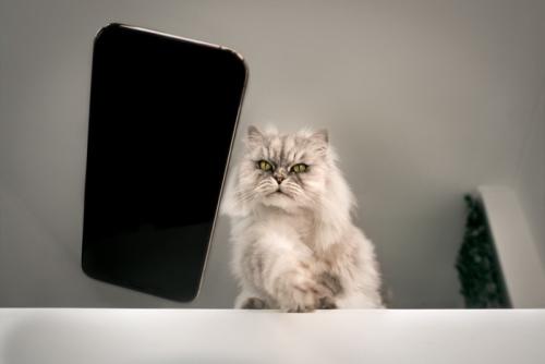 机の上からわざとスマートフォンを落とす猫