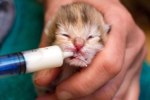 子猫の食事
