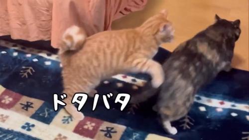 走る2匹の猫