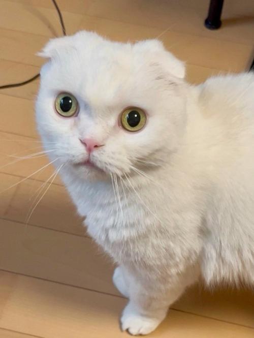 飼い主を見上げる猫の顔