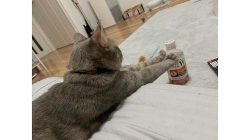くつろいでいた猫