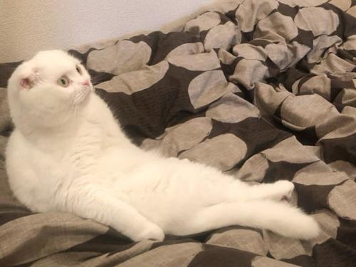 腰を曲げて座る猫
