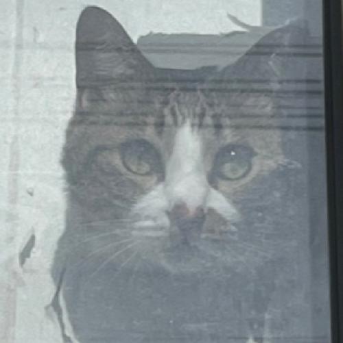 様子を見守る猫