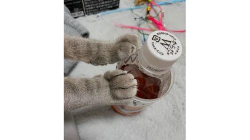 猫の手