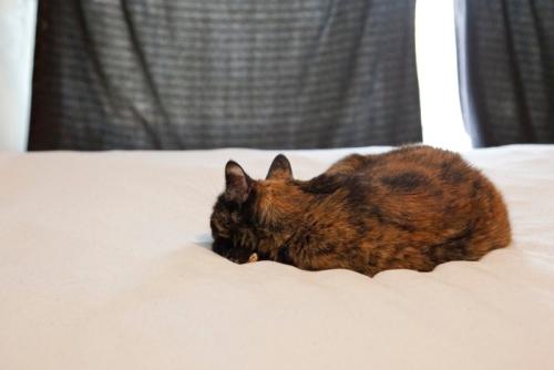 丸くなってる猫の背中
