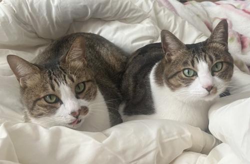 ベッドで休む猫