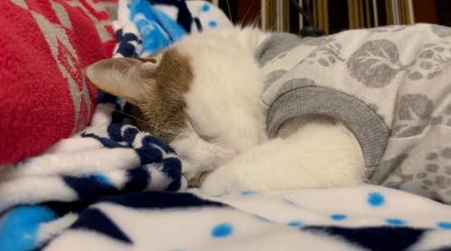 眠る猫