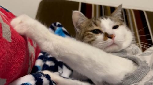 手を伸ばす猫