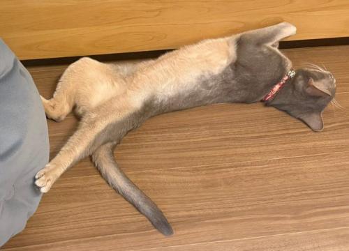 猫がベッドの横で寝ている(アップ)