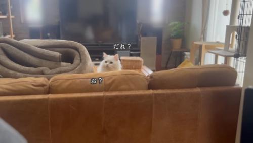 玄関を見るシロちゃん