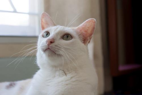 じっと天井を見つめる猫