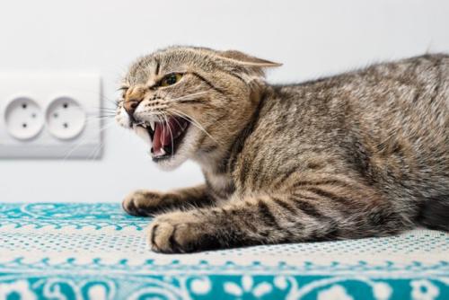 シャーする猫
