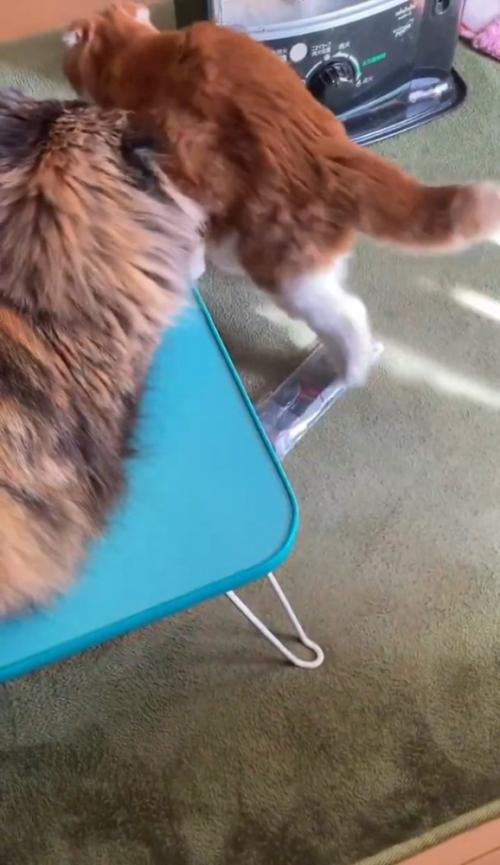 退散する猫
